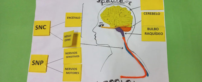 Los alumnos y alumnas de 5º de primaria del Colegio Rafaela María de Valladolid estudian la función de relación y hacen una maqueta del Sistema Nervioso.