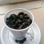 Los alumnos y alumnas de quinto de primaria del Colegio Rafaela María de Valladolid continúan cuidando sus plantas.