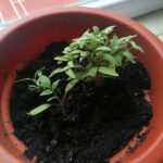 Los alumnos y alumnas de quinto de primaria del Colegio Rafaela María de Valladolid continúan cuidando sus plantas.