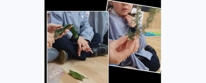 Plantas aromáticas y especias